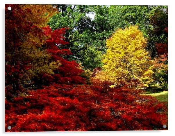 Autumn Acers in Westonbirt Acrylic by Paddy Art