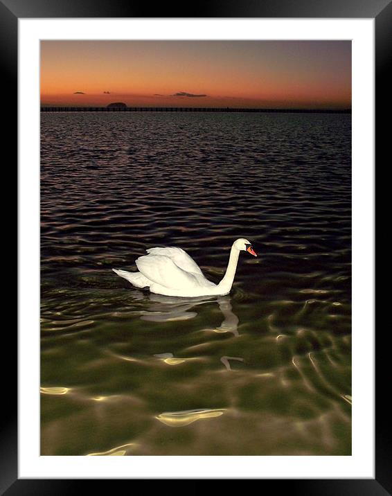Swan Lake Framed Mounted Print by JOHN FORD