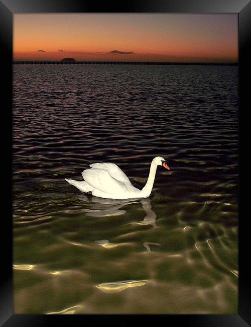 Swan Lake Framed Print by JOHN FORD