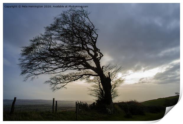 Storm damaged tree on Raddon Print by Pete Hemington