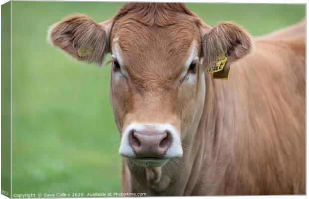 Single cow portrait Canvas Print by Dave Collins