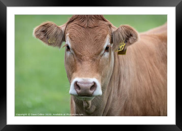 Single cow portrait Framed Mounted Print by Dave Collins
