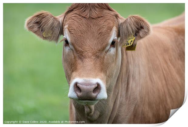 Single cow portrait Print by Dave Collins