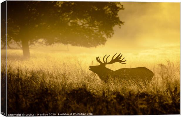 Roaring Red Deer Canvas Print by Graham Prentice