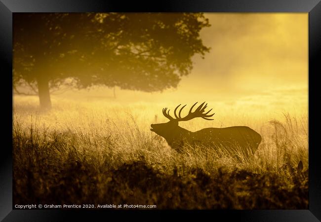 Roaring Red Deer Framed Print by Graham Prentice
