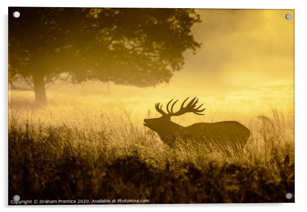 Roaring Red Deer Acrylic by Graham Prentice
