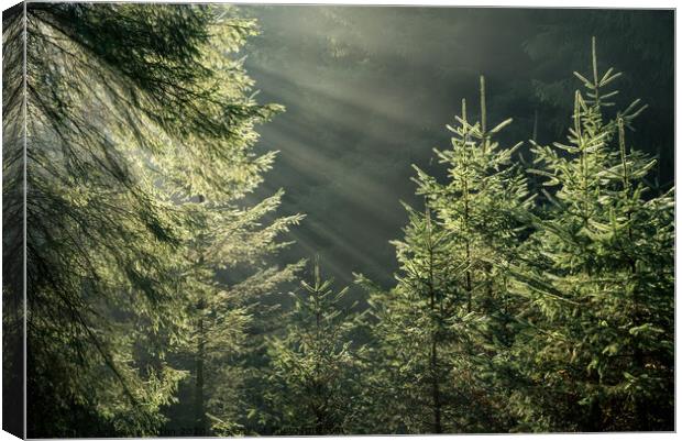 Morning sunbeams in the forest Canvas Print by Andrew Kearton