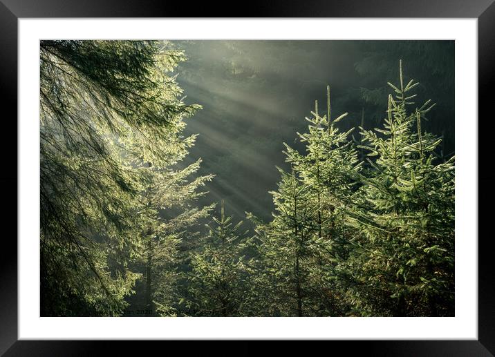 Morning sunbeams in the forest Framed Mounted Print by Andrew Kearton