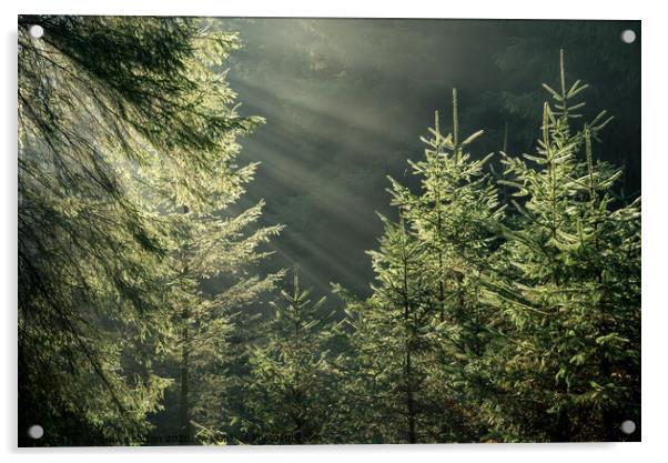 Morning sunbeams in the forest Acrylic by Andrew Kearton