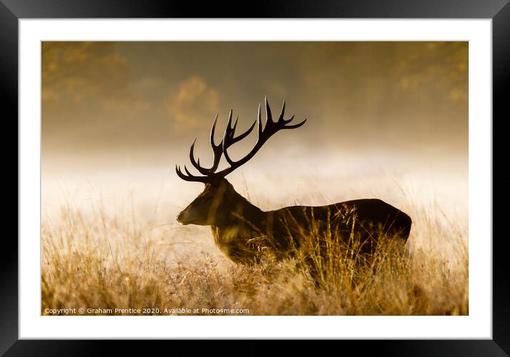 Red deer with large antlers Framed Mounted Print by Graham Prentice