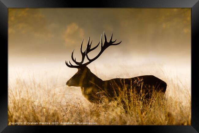 Red deer with large antlers Framed Print by Graham Prentice