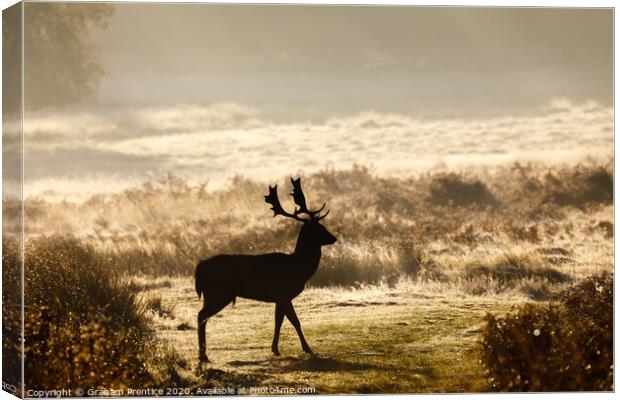 Fallow deer with large antlers silhouetted at dawn Canvas Print by Graham Prentice
