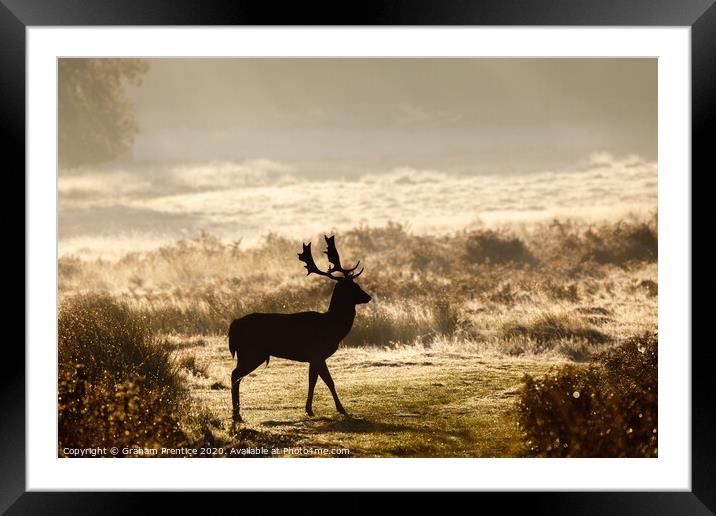Fallow deer with large antlers silhouetted at dawn Framed Mounted Print by Graham Prentice