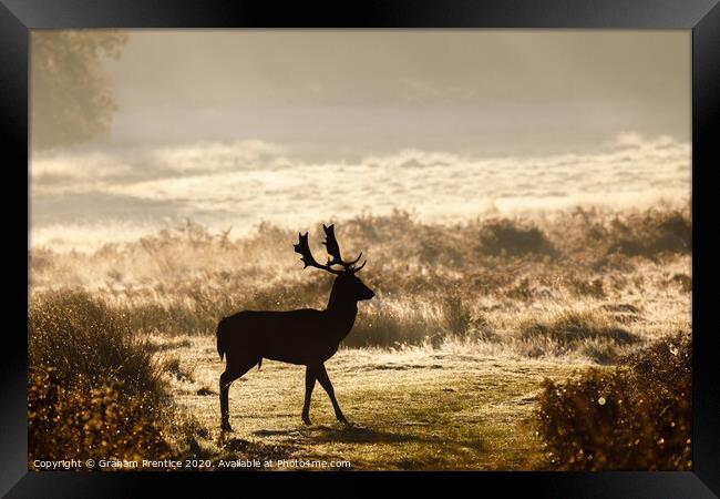 Fallow deer with large antlers silhouetted at dawn Framed Print by Graham Prentice