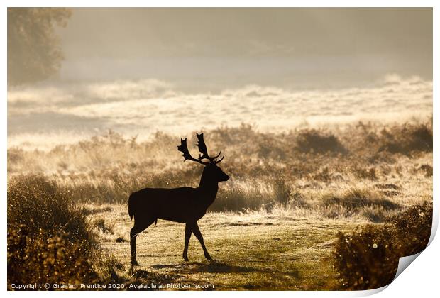 Fallow deer with large antlers silhouetted at dawn Print by Graham Prentice