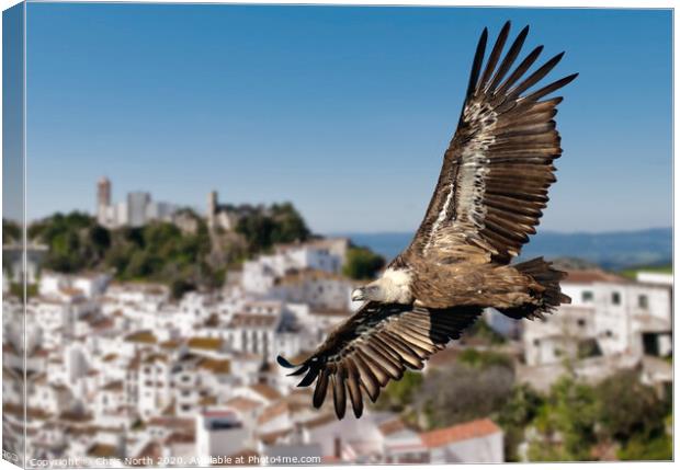 Giffon vulture over Casares, Spain. Canvas Print by Chris North