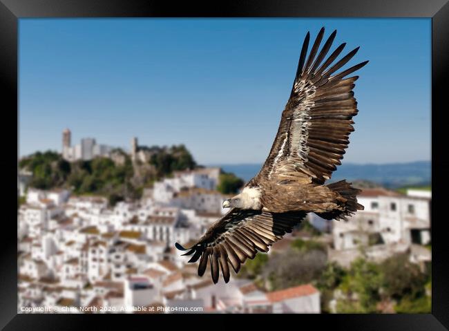 Giffon vulture over Casares, Spain. Framed Print by Chris North