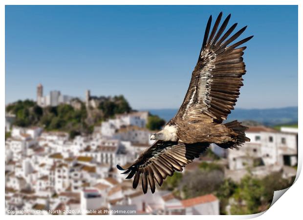 Giffon vulture over Casares, Spain. Print by Chris North