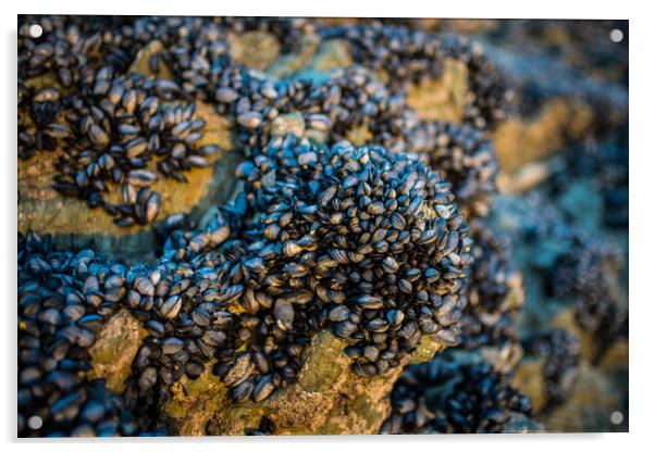 Mussels Acrylic by David Wilkins