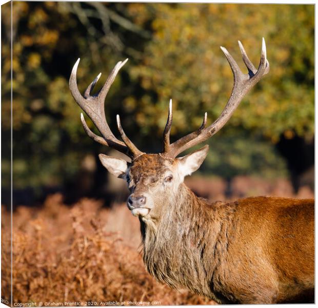 Red deer with magnificent antlers Canvas Print by Graham Prentice