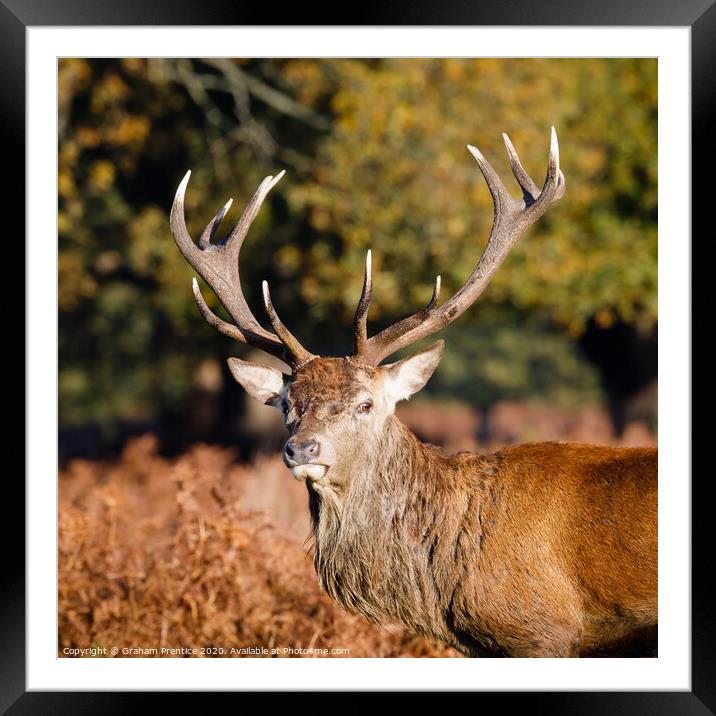 Red deer with magnificent antlers Framed Mounted Print by Graham Prentice