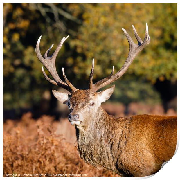 Red deer with magnificent antlers Print by Graham Prentice