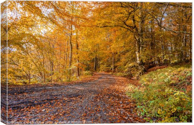 Woodland Muddy Footpath in Autumn Canvas Print by Dave Collins