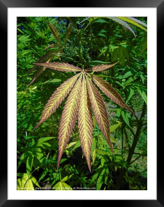 The Weeds In A Garden Framed Mounted Print by Gary Barratt