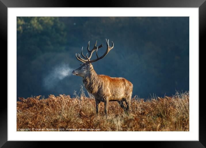 Red deer stag Framed Mounted Print by Graham Prentice