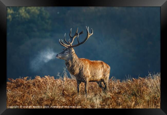 Red deer stag Framed Print by Graham Prentice