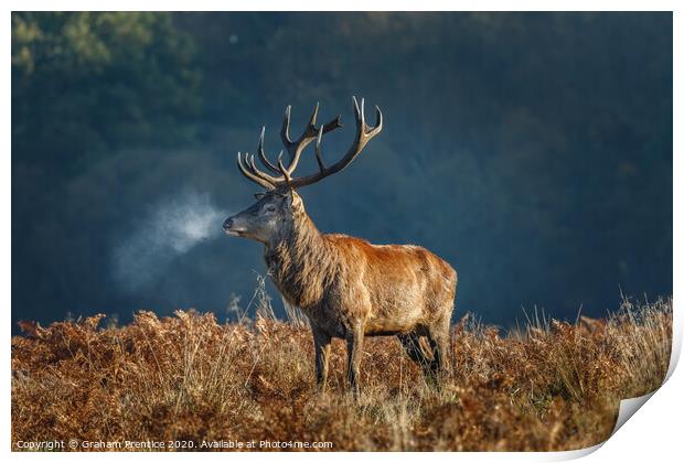 Red deer stag Print by Graham Prentice