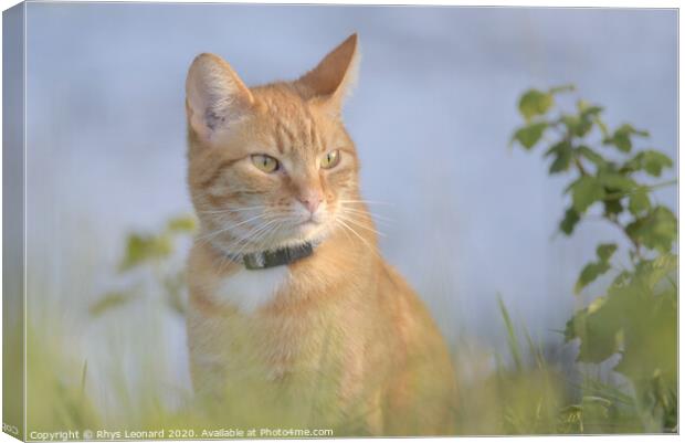 Orange tabby cat amongst undergrowth Canvas Print by Rhys Leonard