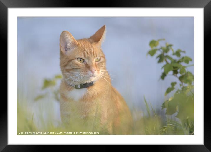 Orange tabby cat amongst undergrowth Framed Mounted Print by Rhys Leonard