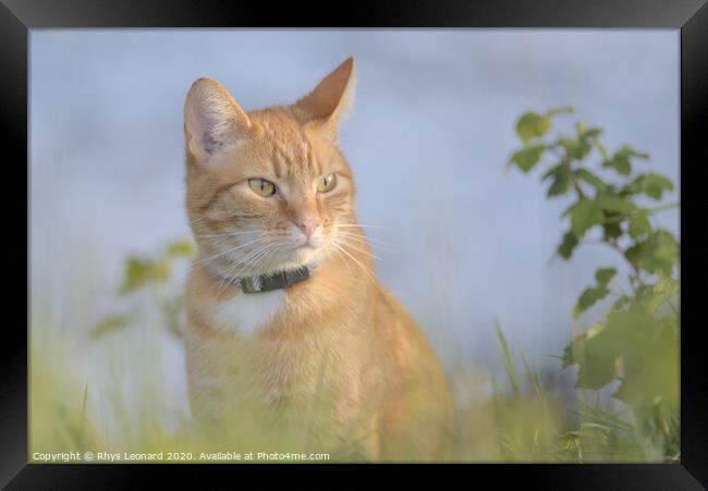 Orange tabby cat amongst undergrowth Framed Print by Rhys Leonard