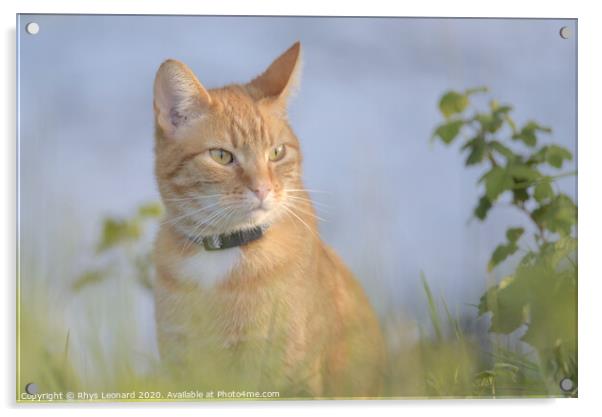Orange tabby cat amongst undergrowth Acrylic by Rhys Leonard