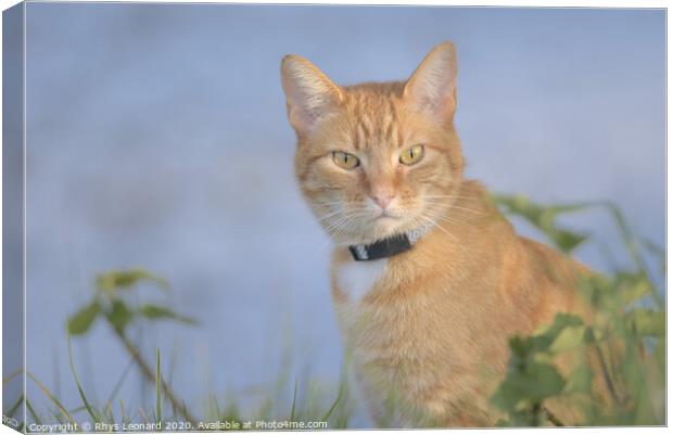 Orange tabby cat amongst undergrowth stares at camera Canvas Print by Rhys Leonard