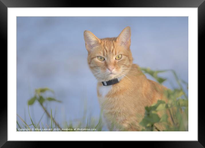 Orange tabby cat amongst undergrowth stares at camera Framed Mounted Print by Rhys Leonard