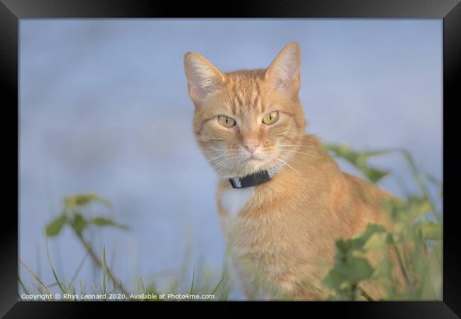 Orange tabby cat amongst undergrowth stares at camera Framed Print by Rhys Leonard