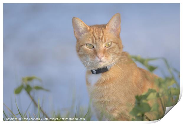 Orange tabby cat amongst undergrowth stares at camera Print by Rhys Leonard