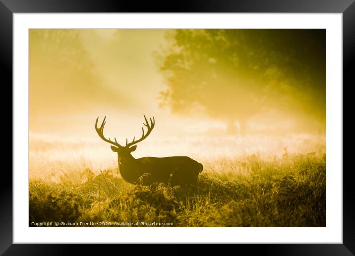 A red deer stag with magnificent antlers in early  Framed Mounted Print by Graham Prentice