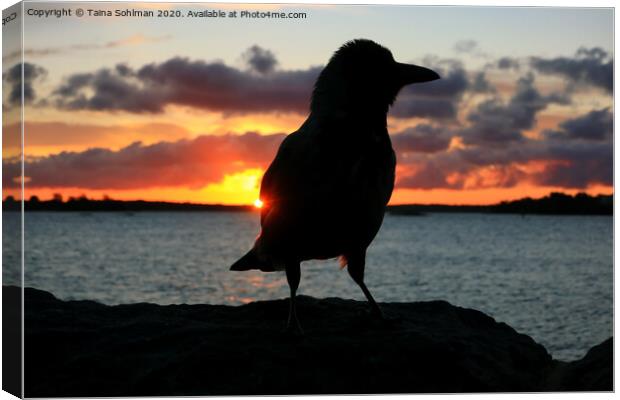 Sunrise with Hooded Crow Canvas Print by Taina Sohlman