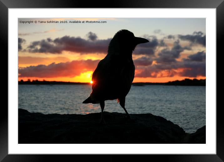 Sunrise with Hooded Crow Framed Mounted Print by Taina Sohlman