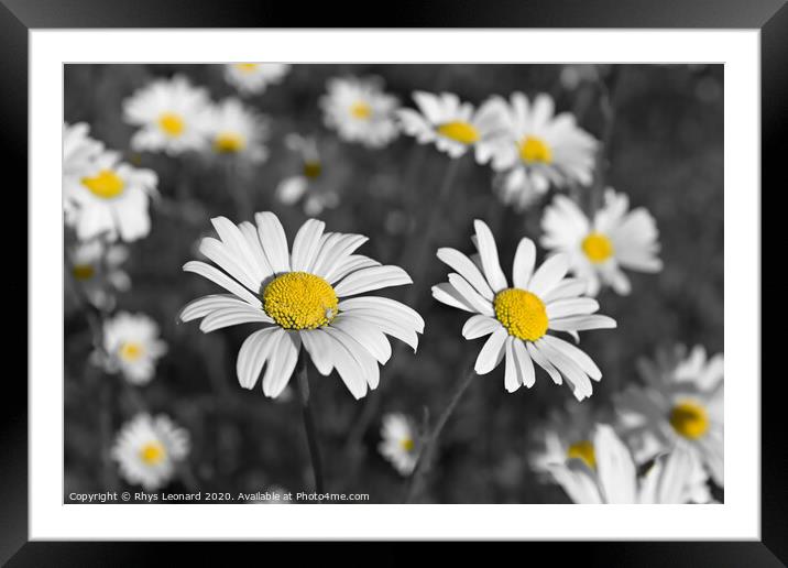 Patch of shasta daisies and a little white spider, Framed Mounted Print by Rhys Leonard
