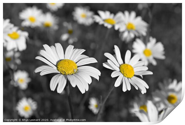 Patch of shasta daisies and a little white spider, Print by Rhys Leonard