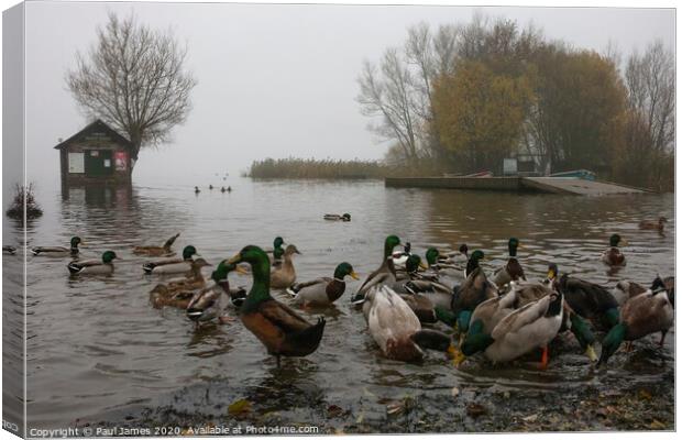 The ducks and the flood Canvas Print by Paul James