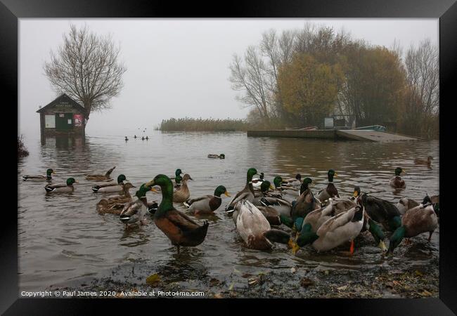 The ducks and the flood Framed Print by Paul James