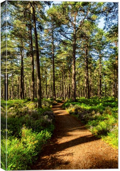 Sunny path in the Abernethy Forest Canvas Print by Robert Murray