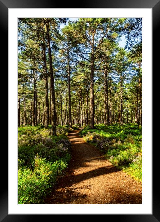 Sunny path in the Abernethy Forest Framed Mounted Print by Robert Murray