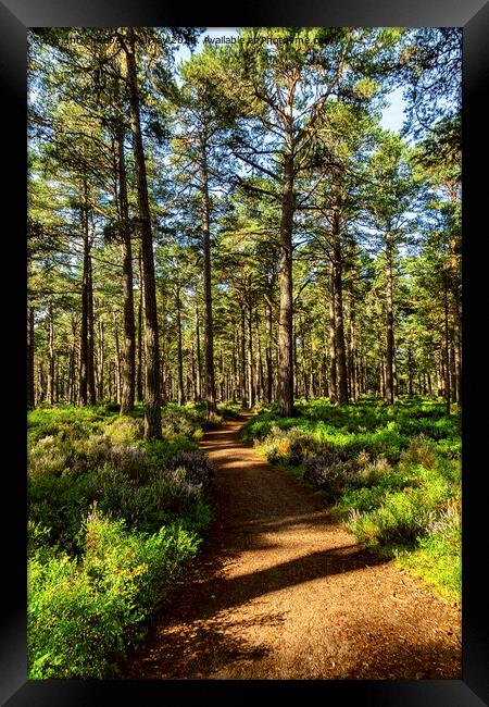 Sunny path in the Abernethy Forest Framed Print by Robert Murray