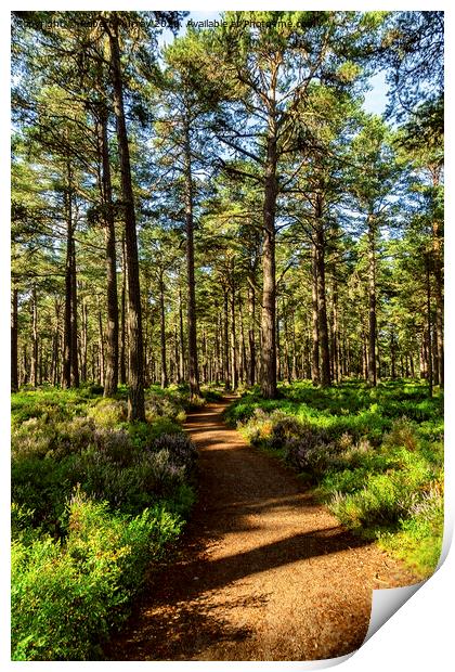 Sunny path in the Abernethy Forest Print by Robert Murray